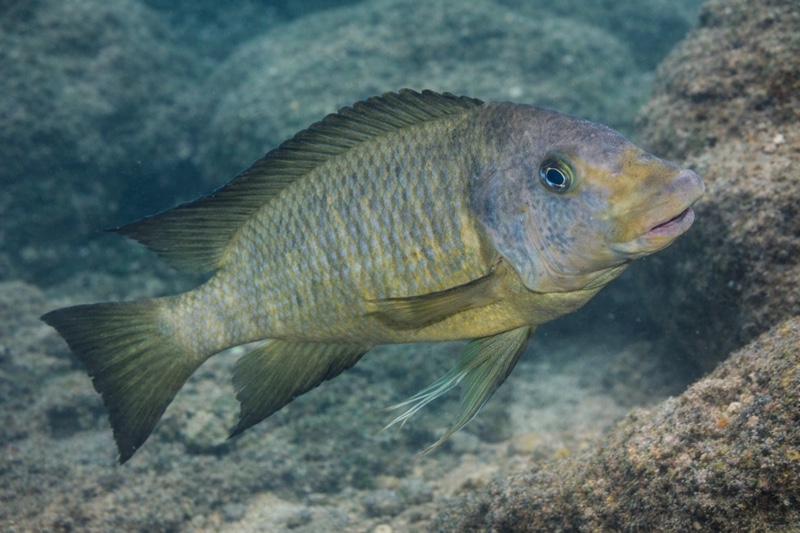 Petrochromis macrognathus 'Katumbi Point'